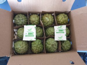 bảo quản na xuất khẩu (2)