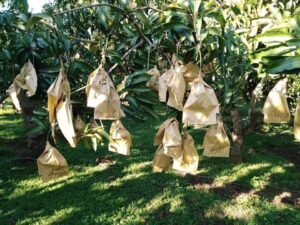 túi bọc trái cây chống côn trùng (2)